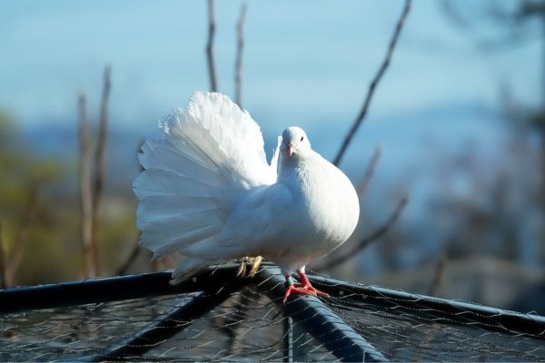 Tái đấu sau 14 năm: Cuộc đua vận chuyển dữ liệu giữa chim bồ câu và mạng Internet