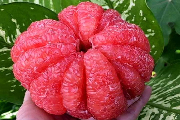 Vì sao giống quả ruột đỏ này giá ‘chát’ vẫn nhiều người mua?