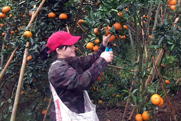 Bắc Kạn sẽ dựa vào nông nghiệp để phát triển du lịch