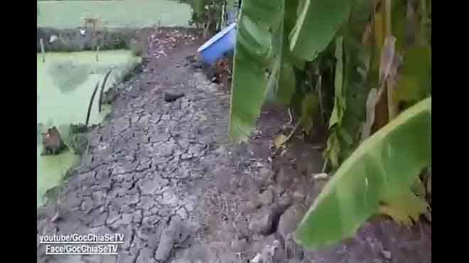 Tay không bắt được rắn hổ vện nặng 4,5kg, dài hơn 3m ở Sài Gòn