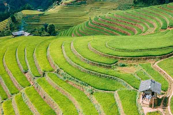 Đồi Mâm Xôi ‘đẹp không cưỡng nổi’ ở Mù Cang Chải, không phải ai cũng biết