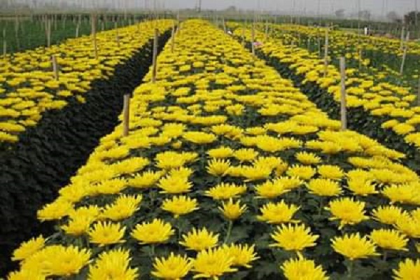 Gợi ý những cách cực dễ để hoa nở đúng dịp Tết