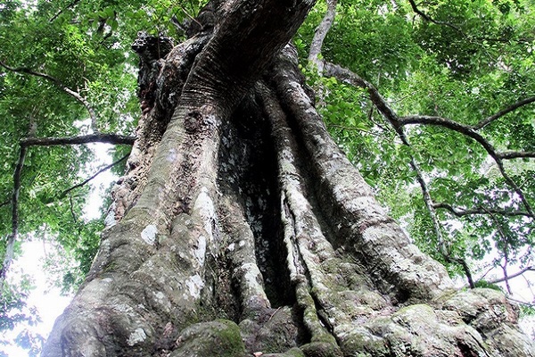 Cây thị ‘cứu vua Lê Lợi’ được công nhận là Cây di sản Việt Nam