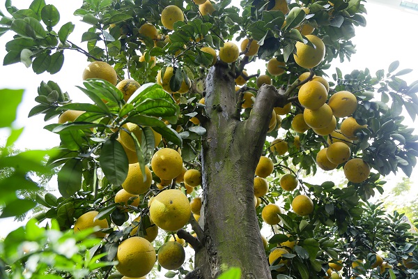 Bưởi cổ thụ giá hàng chục triệu đến hàng trăm triệu đắt hàng dịp Tết