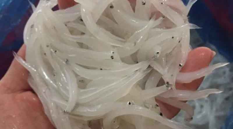 Vì sao cá ngần vừa bé vừa đắt gấp đôi thịt vẫn được “vạn người mê”?