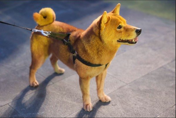 Ra mắt ‘Cậu Vàng’ – Tác phẩm văn học được kể với màu sắc điện ảnh