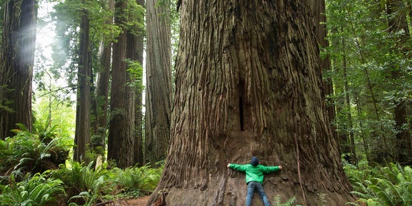 Cây cối nắm giữ “chìa khóa” đối với sức khỏe con người