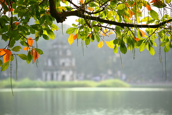 ‘Cây di sản’ ở Hồ Gươm