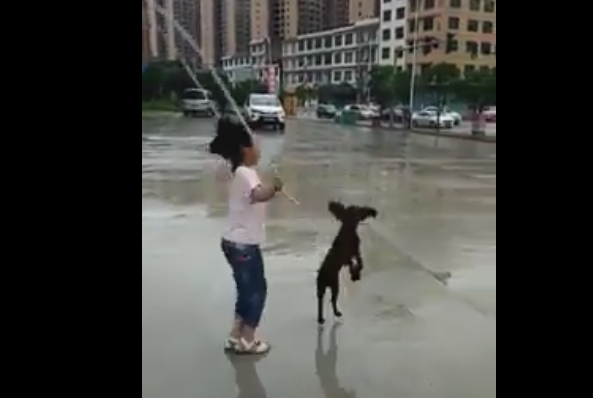 Chú Chó tinh nghịch