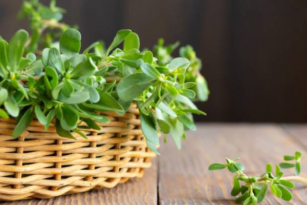 3 loại rau mọc dại ở Việt Nam được thế giới xem là ‘siêu thực phẩm’