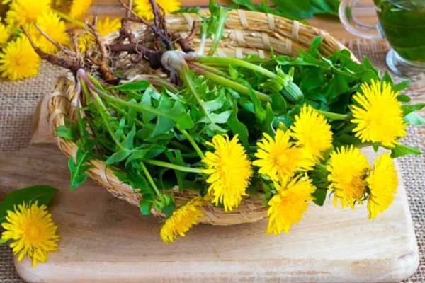 13 lợi ích sức khỏe từ cây bồ công anh