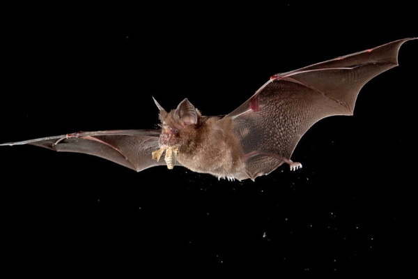 Nhiều khả năng virus corona nCoV phát tán từ dơi