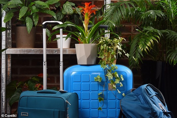 Gửi… cây khi đi du lịch