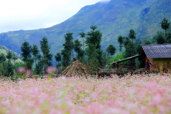 Lên Hà Giang rộn ràng đón hội mùa hoa tam giác mạch