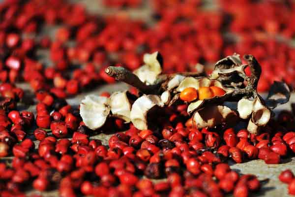 Ba loại gia vị đặc trưng của núi rừng Việt Nam