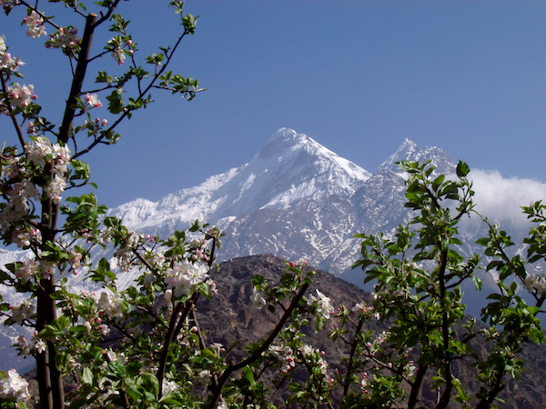 Sững sờ với rừng hoa táo thơm lừng ở Nepal