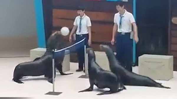 Trận bóng chuyền quá hay của những chú hải cẩu!