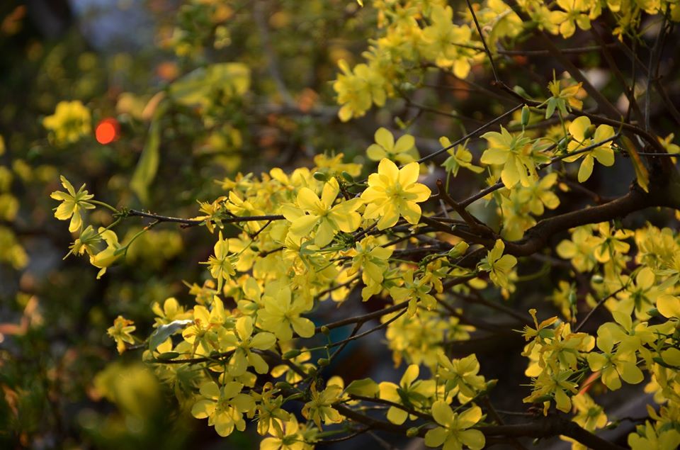 Quê hương là gì hở mẹ? Kỳ 67: Xuân về trên phố