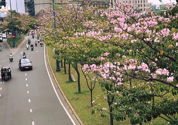 Hoa kèn hồng nhuộm màu phố xá