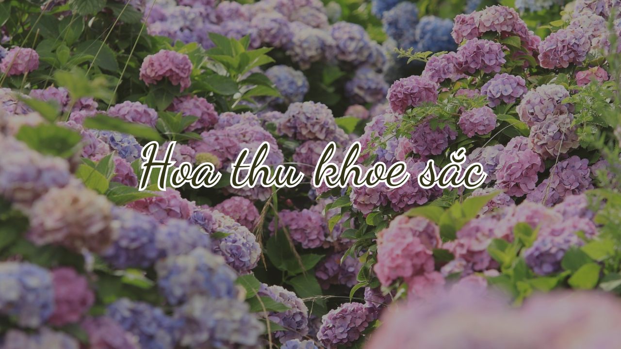 Hương sắc Việt Nam: Rực rỡ muôn hoa đón thu về