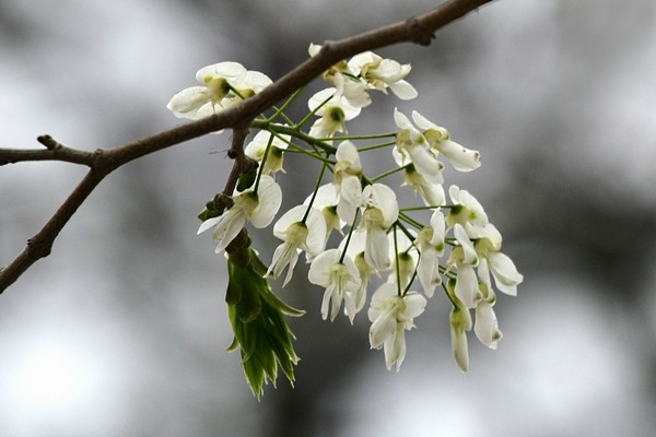 Hà Nội đẹp dịu dàng mùa hoa sưa