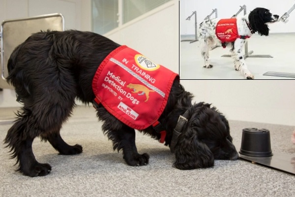 Dùng chó để phát hiện người nhiễm Covid-19