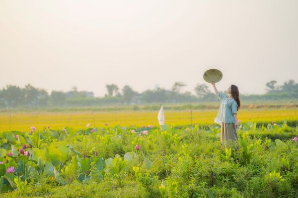 Mùa sen nhuộm hồng ngôi làng cổ ở Huế 