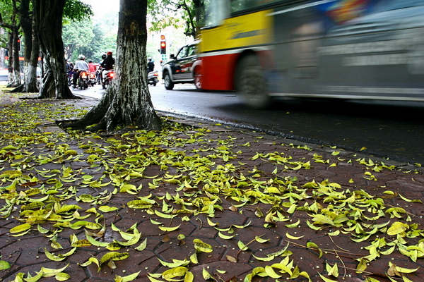 Hà Nội mùa sấu đổ lá