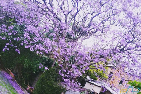 Những mùa hoa đẹp nhất Đà Lạt cho người thích vi vu