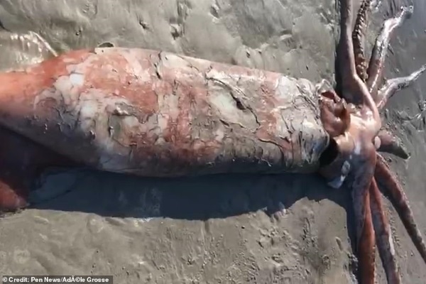 Kỳ lạ con mực khổng lồ nặng 200kg dạt vào bờ biển