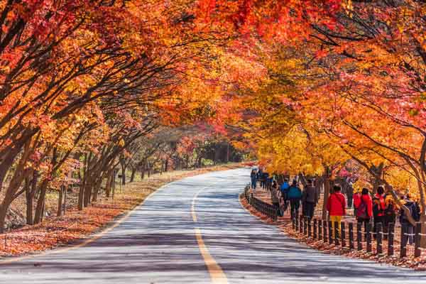 Lá đỏ xứ Hàn – Vẻ đẹp mê hoặc bất kỳ ai