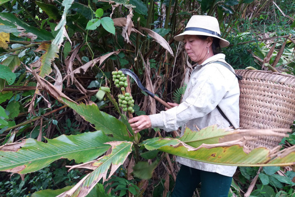Loại cây ‘trời ban’ giúp người dân huyện miền núi Nghệ An xóa đói giảm nghèo