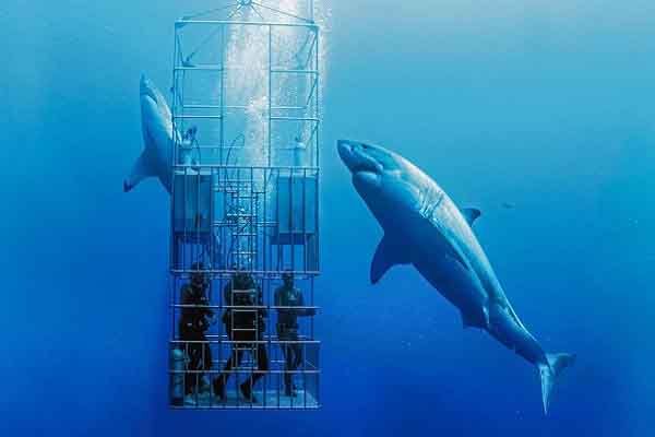 Nguy cơ tuyệt chủng bởi nạn ‘du lịch cá mập’ ở Mexico.