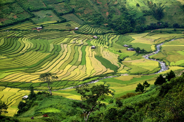 Sắc màu ruộng bậc thang Mù Cang Chải mùa lúa chín