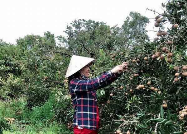 Hậu Giang còn hơn 2.701 tấn nông sản tồn đọng