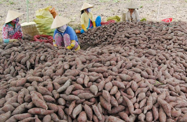 Khoai lang, xà lách xoong và bưởi năm roi rớt giá, Vĩnh Long tìm đường tiêu thụ giúp nông dân