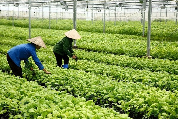 Khuyến khích các doanh nghiệp đầu tư, ứng dụng công nghệ cao vào lĩnh vực nông nghiệp