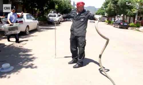 Rắn hổ mang dài 2,7 m nằm gọn trong ôtô