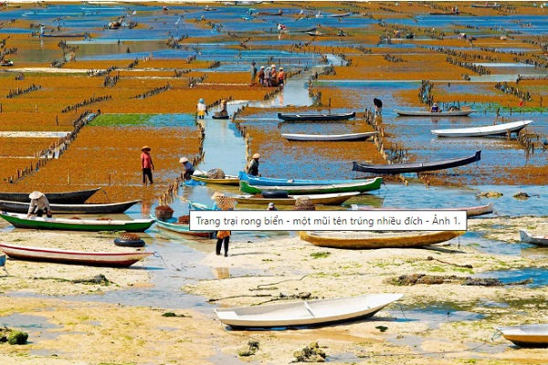 Rong biển – Nhiều chuyên gia đang tìm cách phát triển rộng khắp loại thực phẩm này để bảo vệ môi trường