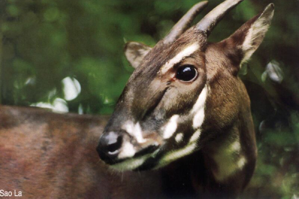 Các nhà khoa học thế giới đang cùng Việt Nam ngăn cản sự tuyệt chủng của Sao la – còn được biết là Kỳ Lân châu Á