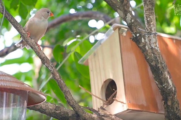 Làm vườn chim trên sân thượng để tạo không gian xanh thư giãn cho gia đình