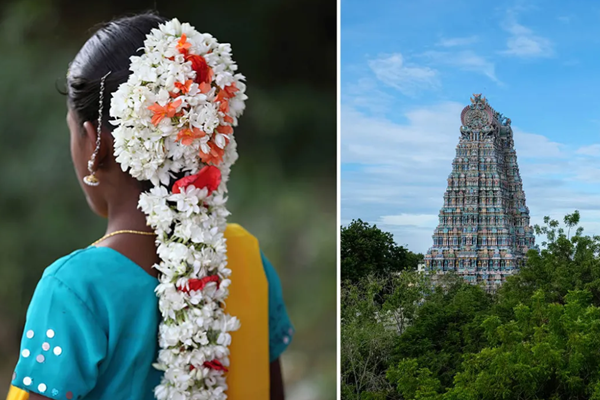 Vùng đất trồng hoa nhài được các hãng nước hoa nổi tiếng trên thế giới săn đón