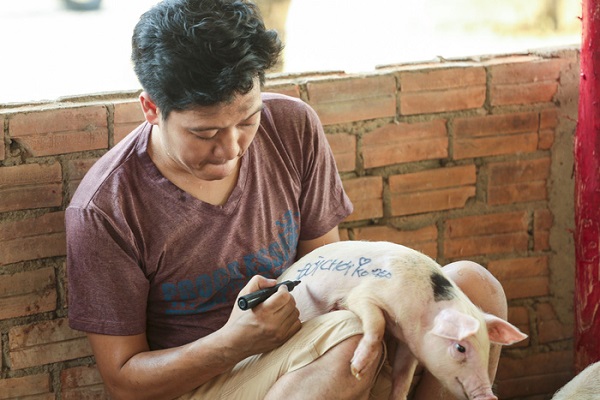 Trường Giang là anh chàng nuôi heo trong phim chiếu tết ‘Siêu sao siêu ngố’
