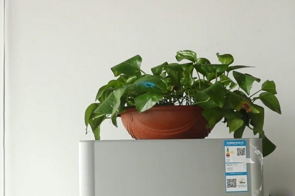 Những đồ vật hạn chế đặt nóc tủ lạnh để tránh làm hư hại tủ và tốn điện tiêu thụ