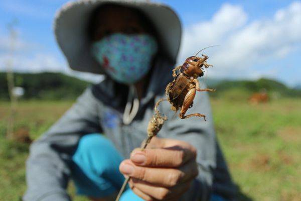 Người dân Nghệ An Kiếm nửa triệu mỗi ngày từ việc săn dế cơm sau lũ