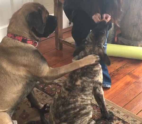 Con cún này không biết “ngồi”, nhưng anh trai của anh ấy có cách dễ thương nhất để dạy anh ấy