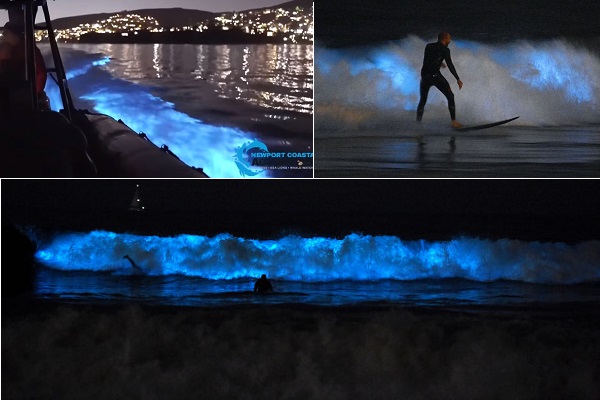 ‘Thủy triều đỏ’ khiến bãi biển phát sáng màu xanh kỳ ảo