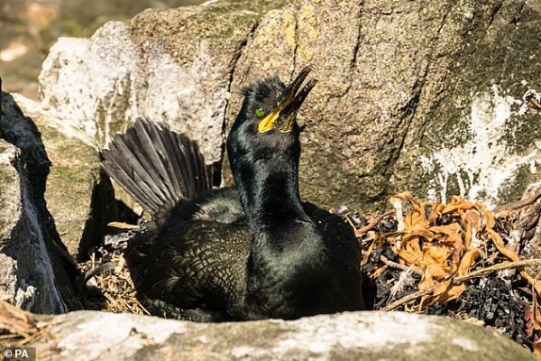 Hơn 80% tổ chim biển bị nhiễm rác thải nhựa