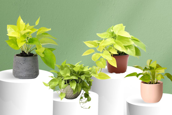 Ba loại cây giúp giảm stress ở nơi làm việc