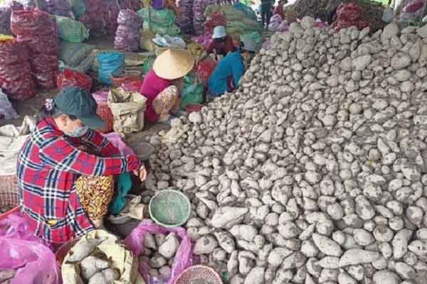 Vĩnh Long: Giá khoai lang lại rớt thảm, nông dân khóc ròng